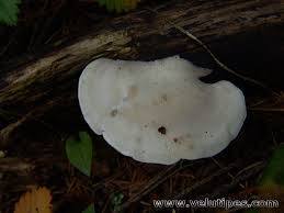 Attēlu rezultāti vaicājumam “Tyromyces chioneus”