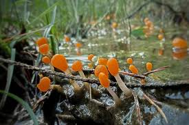 Attēlu rezultāti vaicājumam “Mitrula paludosa”