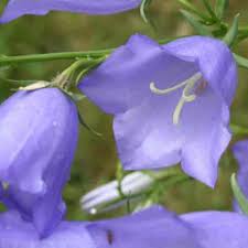 Attēlu rezultāti vaicājumam “Campanula persicifolia leaf”