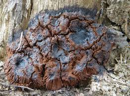 Attēlu rezultāti vaicājumam “Symphytocarpus flaccidus”