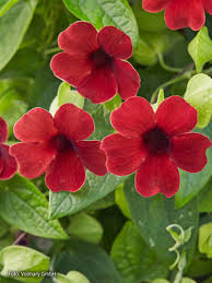 Image result for schwarzäugige Susanne