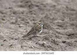 Image result for Chondestes grammacus