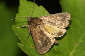 Attēlu rezultāti vaicājumam “Thalpophila matura”