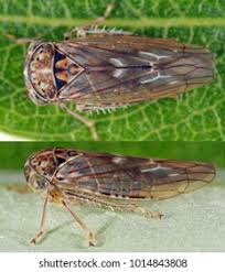 Attēlu rezultāti vaicājumam “Javesella pellucida female”