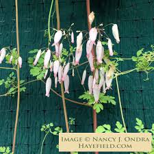 Image result for Adlumia fungosa