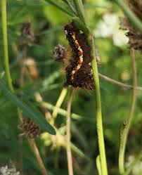 Attēlu rezultāti vaicājumam “Acronicta rumicis larva”