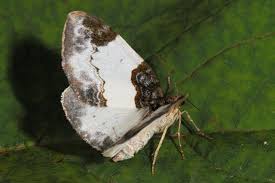 Attēlu rezultāti vaicājumam “Mesoleuca albicillata”