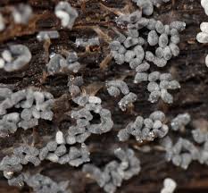 Attēlu rezultāti vaicājumam “Physarum notabile”