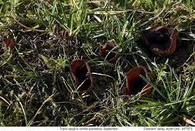 Attēlu rezultāti vaicājumam “Peziza badia”