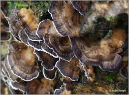 Attēlu rezultāti vaicājumam “Bjerkandera adusta”