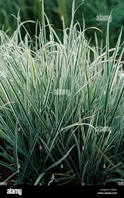 Attēlu rezultāti vaicājumam “Arrhenatherum elatius”