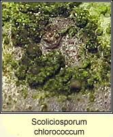 Attēlu rezultāti vaicājumam “Scoliciosporum chlorococcum”