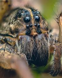 Attēlu rezultāti vaicājumam “Lycogala asperum macro”