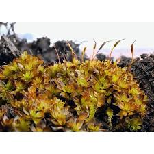 Attēlu rezultāti vaicājumam “Pylaisia polyantha sporophyte”