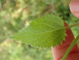 Attēlu rezultāti vaicājumam “Stachys sylvatica bud”