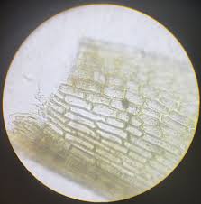 Attēlu rezultāti vaicājumam “Dicranum montanum var. truncicolum”
