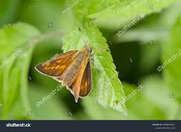 Attēlu rezultāti vaicājumam “Ochlodes sylvanus”