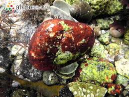 Attēlu rezultāti vaicājumam “Hildenbrandia rivularis”