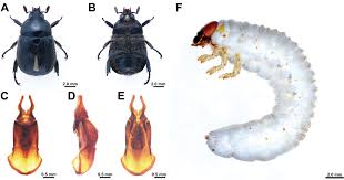 Attēlu rezultāti vaicājumam “Aphodius sp. imago”