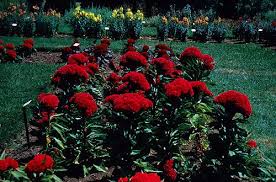 Attēlu rezultāti vaicājumam “Collaria rubens stalked”