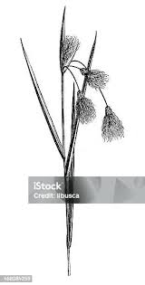 Attēlu rezultāti vaicājumam “Eriophorum gracile”