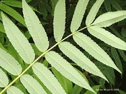 Attēlu rezultāti vaicājumam “Rhus typhina leaf”