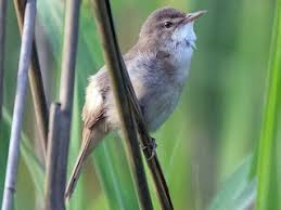 Image result for Acrocephalus aedon