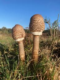 Attēlu rezultāti vaicājumam “Macrolepiota”