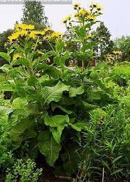 Image result for Inula helenium