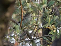 Image result for Hippolais olivetorum