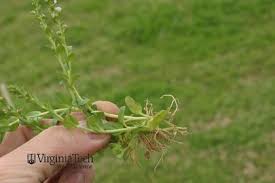Attēlu rezultāti vaicājumam “Veronica serpyllifolia bud”
