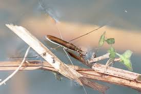 Attēlu rezultāti vaicājumam “Limnoporus rufoscutellatus”