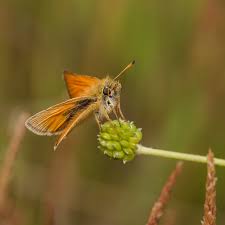 Attēlu rezultāti vaicājumam “Thymelicus lineola underside”