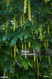 Attēlu rezultāti vaicājumam “Pterocarya fraxinifolia flower”