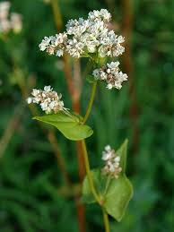 Attēlu rezultāti vaicājumam “Fagopyrum esculentum leaf”