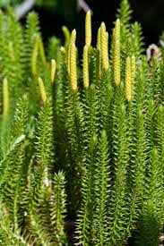 Attēlu rezultāti vaicājumam “Lycopodium annotinum”