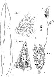 Attēlu rezultāti vaicājumam “Fissidens bryoides sporophyte”