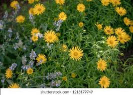 Image result for Buphthalmum salicifolium