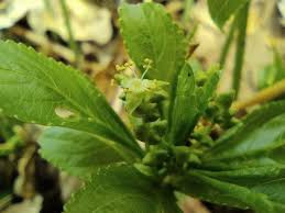 Attēlu rezultāti vaicājumam “Mercurialis perennis”