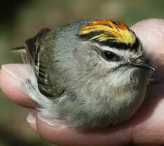 Attēlu rezultāti vaicājumam “Regulus regulus adult”