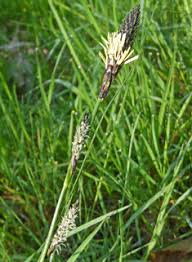 Attēlu rezultāti vaicājumam “Carex lepidocarpa fruit”