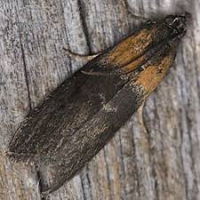 Attēlu rezultāti vaicājumam “Sciota fumella”