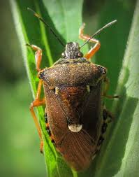 Attēlu rezultāti vaicājumam “Pinthaeus sanguinipes”