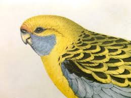 Attēlu rezultāti vaicājumam “Sylvia atricapilla”