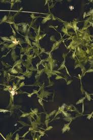 Attēlu rezultāti vaicājumam “Lemna trisulca”