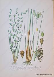 Attēlu rezultāti vaicājumam “Juncus bufonius”