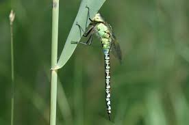 Attēlu rezultāti vaicājumam “Aeshna viridis”