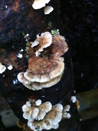 Attēlu rezultāti vaicājumam “Trichaptum abietinum”