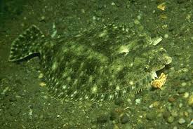 Image result for Paralichthys dentatus