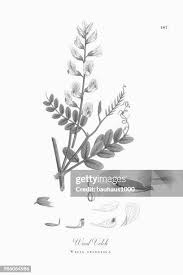 Attēlu rezultāti vaicājumam “Vicia sylvatica”